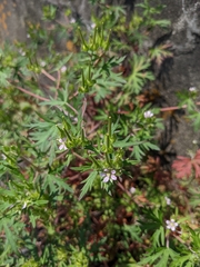 Geranium carolinianum