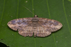 Anisoneura salebrosa
