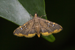 Prophantis