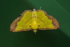 Corymica latimarginata