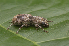 Dendropemon perfolicornis