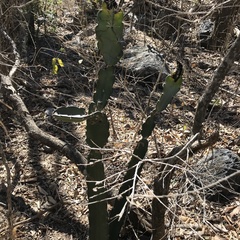 Acanthocereus tetragonus