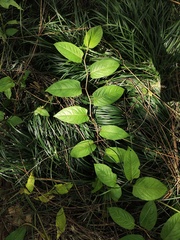 Persicaria chinensis