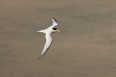Sternula antillarum browni