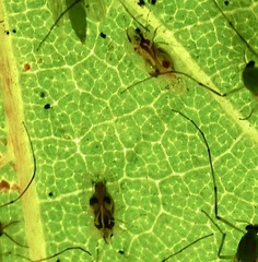 Corythucha confraterna