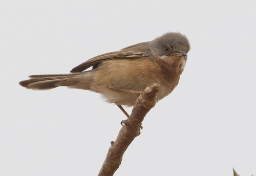 Western Subalpine Warbler