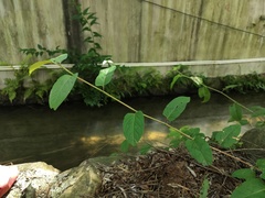 Persicaria chinensis