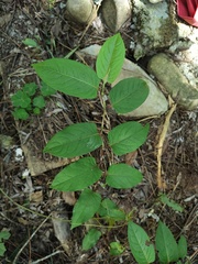 Persicaria chinensis