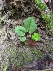 Mickelopteris cordata