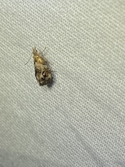 Tebenna gnaphaliella