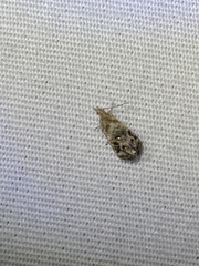 Tebenna gnaphaliella