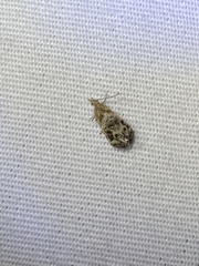 Tebenna gnaphaliella