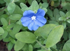 Evolvulus glomeratus