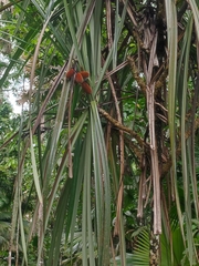 Pandanaceae