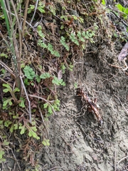 Cheilanthes nudiuscula