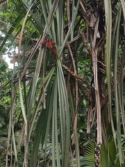 Pandanaceae