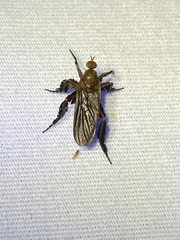 Rhamphomyia longicauda