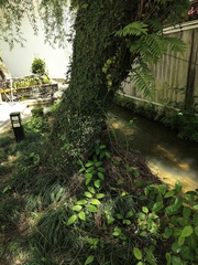 Persicaria chinensis