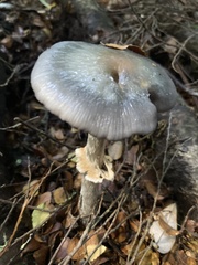 Cortinarius metallicus