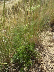 Peucedanum oreoselinum