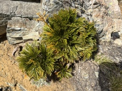 Aciphylla divisa