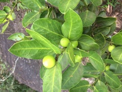 Acokanthera rotundata