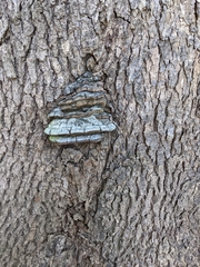 Ganoderma applanatum