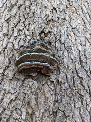 Ganoderma applanatum