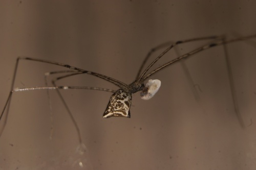 Tailed Cellar Spider