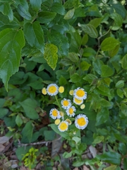 Erigeron annuus