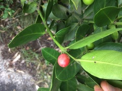 Acokanthera rotundata