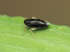 Flavoclypeus nitens