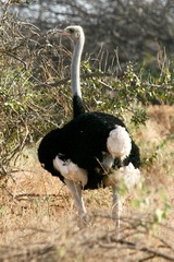 Struthio molybdophanes