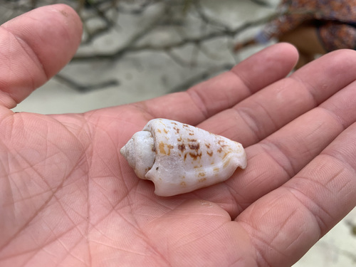 Strombus luhuanus observed 2021-08-04