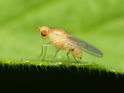 Homoneura littoralis · iNaturalist