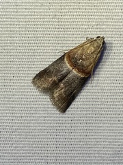Acrobasis demotella