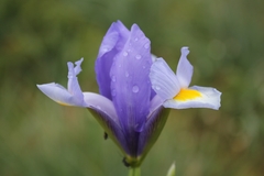 Iris xiphium