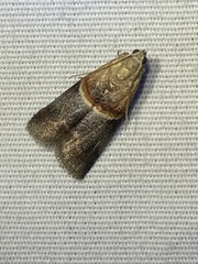 Acrobasis demotella