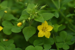 Lysimachia grammica