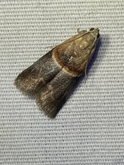 Acrobasis demotella