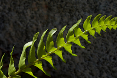 Polystichum imbricans imbricans