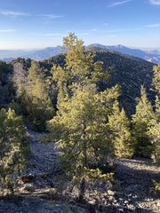 Pseudotsuga menziesii glauca