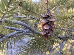 Pseudotsuga menziesii glauca
