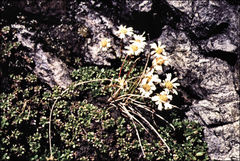 Celmisia bellidioides