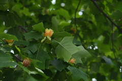 Liriodendron × sinoamericanum