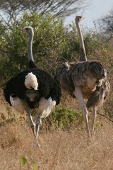 Struthio molybdophanes