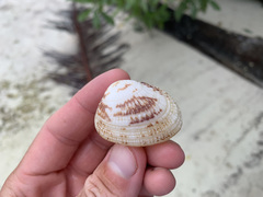 Gafrarium pectinatum