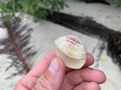 Gafrarium pectinatum