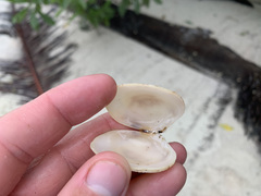 Gafrarium pectinatum