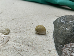 Nerita plicata